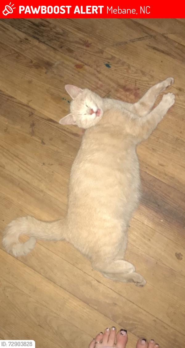 Lost Female Cat last seen Holt st, mebane Library, train track, dollar general , Mebane, NC 27302
