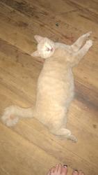 Lost Female Cat last seen Holt st, mebane Library, train track, dollar general , Mebane, NC 27302