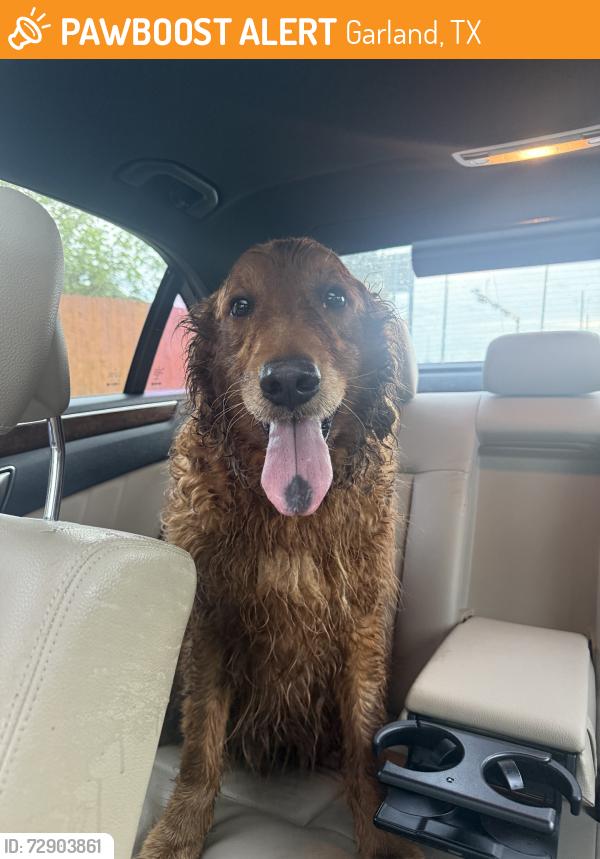 Found/Stray Male Dog last seen Roan Road, Garland, TX 75043
