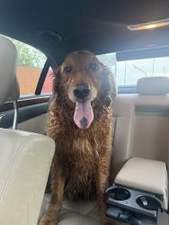 Found/Stray Male Dog last seen Roan Road, Garland, TX 75043