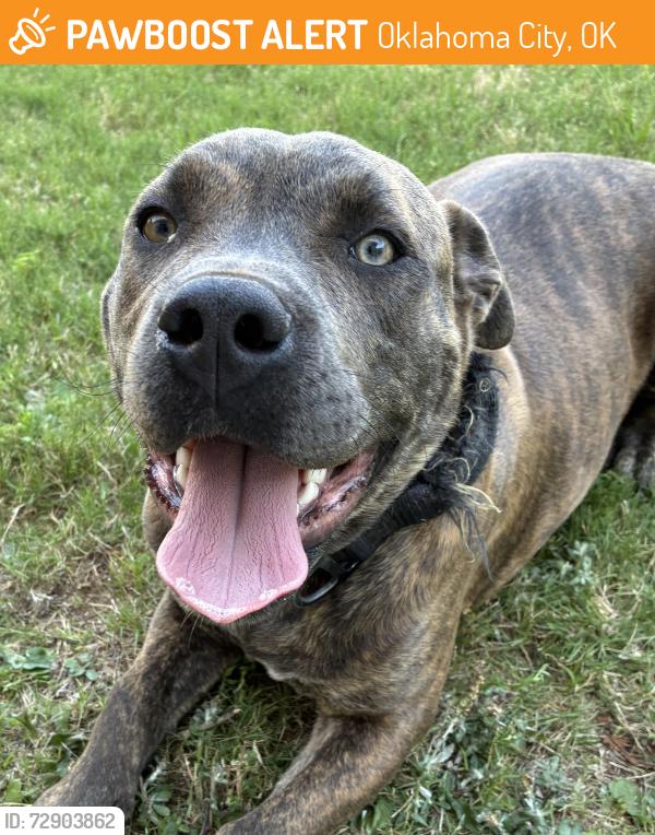 Found/Stray Male Dog last seen Portland &nw eighth street, Oklahoma City, OK 73107