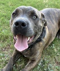 Found/Stray Male Dog last seen Portland &nw eighth street, Oklahoma City, OK 73107