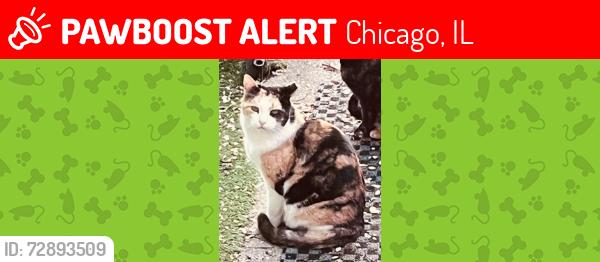 Lost Unknown Cat last seen berteau and bernard, Chicago, IL 60618