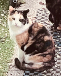 Lost Unknown Cat last seen berteau and bernard, Chicago, IL 60618