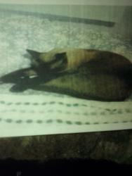 Lost Male Cat last seen ESCOBA AND ELCELO, Palm Springs, CA 92264