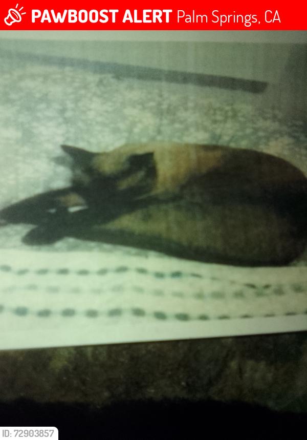 Lost Male Cat last seen ESCOBA AND ELCELO, Palm Springs, CA 92264