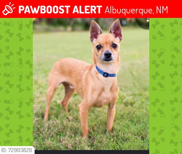 Lost Male Dog last seen Broadway and cole, Albuquerque, NM 87102