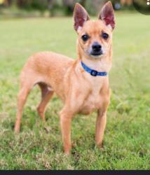 Lost Male Dog last seen Broadway and cole, Albuquerque, NM 87102