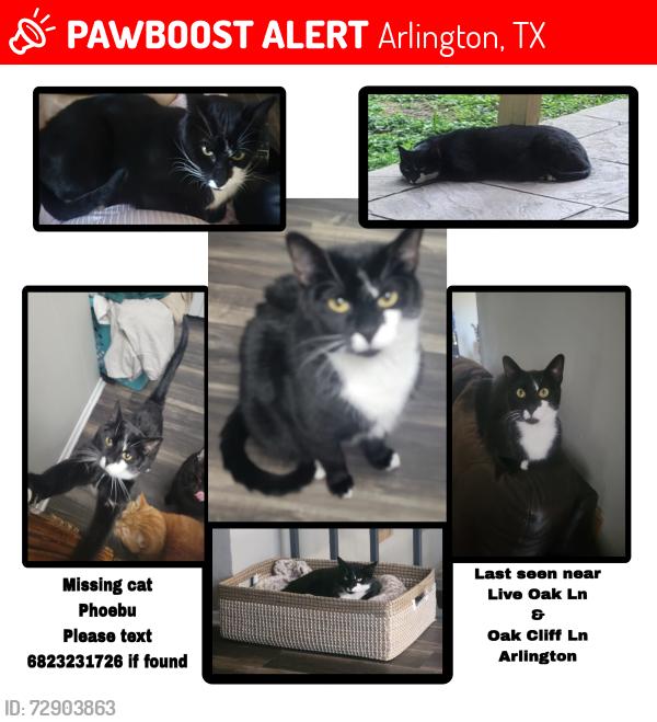 Lost Male Cat last seen Oak cliff Lane & Live Oak Lane, Arlington, TX 76012