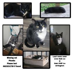 Lost Male Cat last seen Oak cliff Lane & Live Oak Lane, Arlington, TX 76012