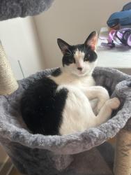 Lost Male Cat last seen Heron Bay , Coral Springs, FL 33076