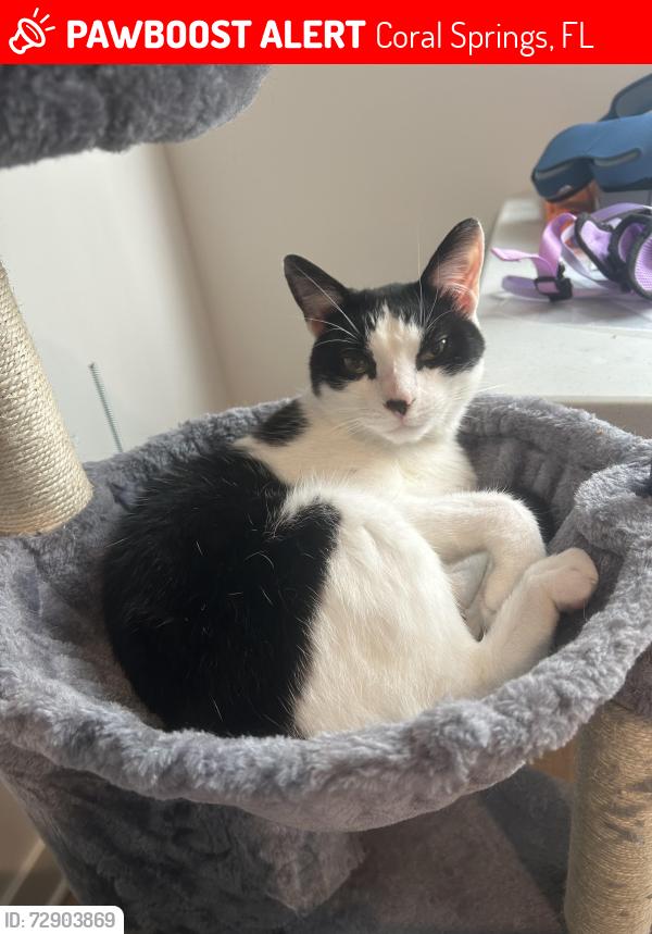 Lost Male Cat last seen Heron Bay , Coral Springs, FL 33076