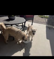 Found/Stray Unknown Dog last seen Citrus and Olive, Waddell, AZ 85355