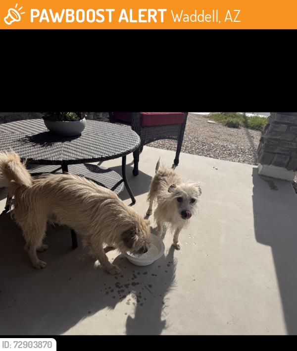 Found/Stray Unknown Dog last seen Citrus and Olive, Waddell, AZ 85355
