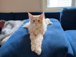 Reunited Male Cat last seen Near valley st McDonald PA 15057, McDonald, PA 15057