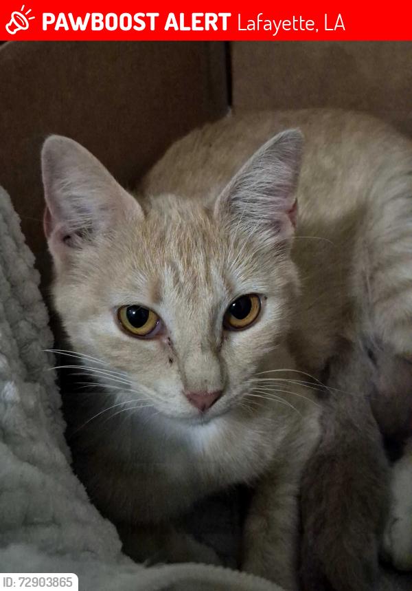 Lost Female Cat last seen Between Deballion Park and Willowbrook apmts, Lafayette, LA 70506
