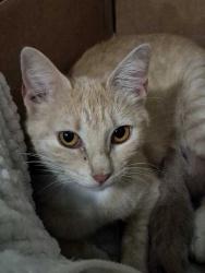 Lost Female Cat last seen Between Deballion Park and Willowbrook apmts, Lafayette, LA 70506