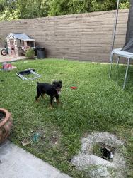 Lost Female Dog last seen Norton dr, Houston, TX 77080