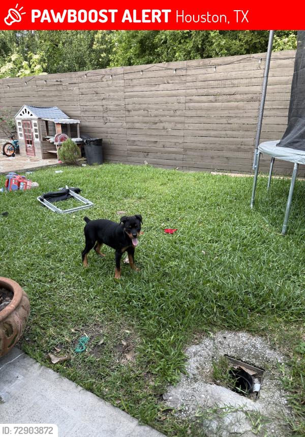 Lost Female Dog last seen Norton dr, Houston, TX 77080