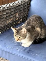 Reunited Unknown Cat last seen Pagewood dr and Chevy Chase, Denton, TX 76207