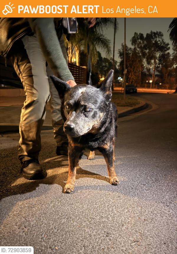 Found/Stray Female Dog last seen Marguerite st and Ave 35, Los Angeles, CA 90065