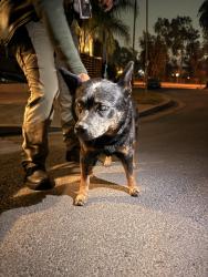 Found/Stray Female Dog last seen Marguerite st and Ave 35, Los Angeles, CA 90065