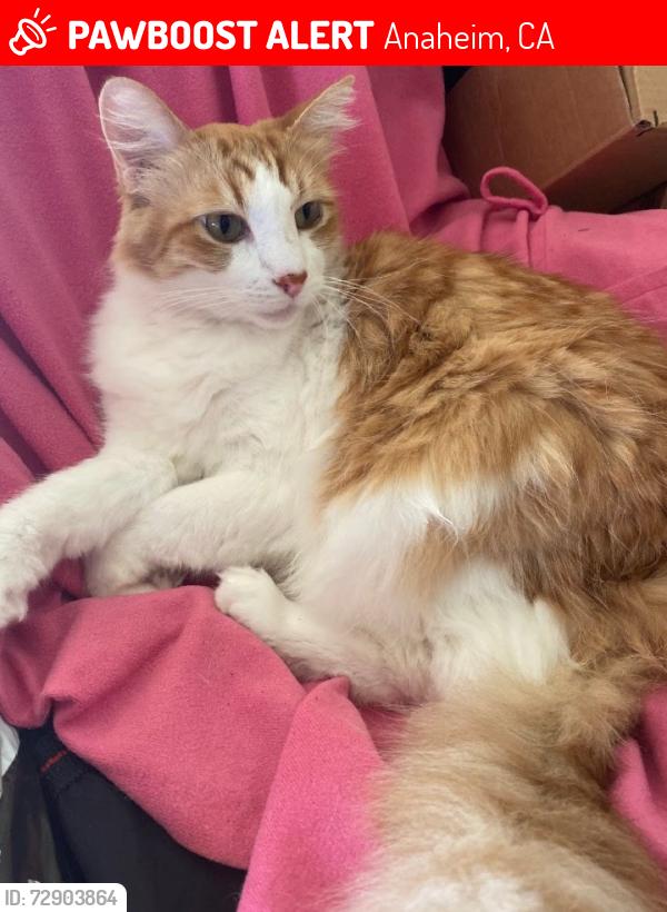 Lost Male Cat last seen Dale & Ball Road Anaheim California , Anaheim, CA 92804