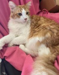 Lost Male Cat last seen Dale & Ball Road Anaheim California , Anaheim, CA 92804