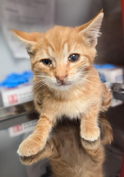 Shelter Stray Male Cat last seen Yuba and 180, Kerman Zone Fresno CO 1A 93630, CA, Fresno, CA 93706