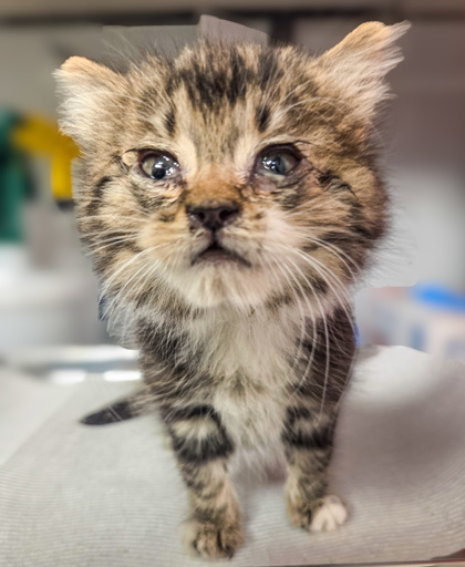 Shelter Stray Female Cat last seen Manning and Jameson Ave, Caruthers Zone Fresno CO 1B 93609, CA, Fresno, CA 93706