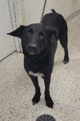 Shelter Stray Male Dog last seen NW Skyview Ave & N Ambassador Dr, 64154, 64154, MO, Kansas City, MO 64132