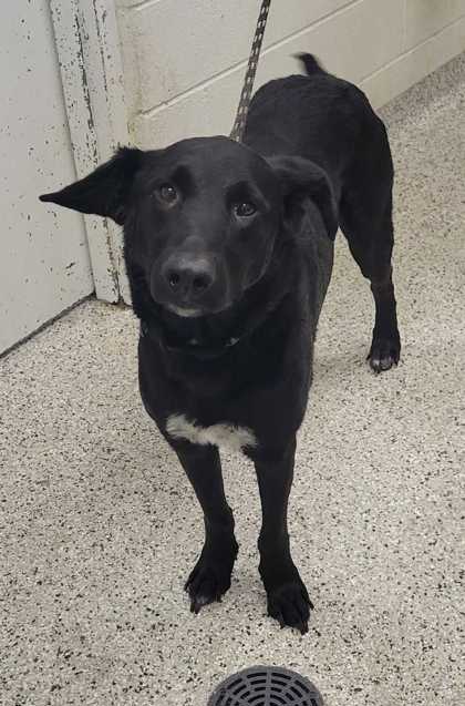 Shelter Stray Male Dog last seen NW Skyview Ave & N Ambassador Dr, 64154, 64154, MO, Kansas City, MO 64132
