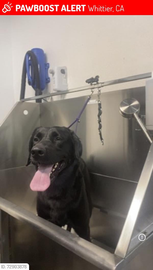 Lost Male Dog last seen Whittwood center , Whittier, CA 90603