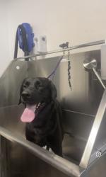 Lost Male Dog last seen Whittwood center , Whittier, CA 90603