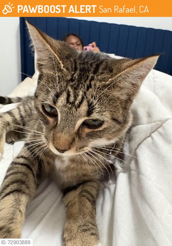 Found/Stray Unknown Cat last seen N San Pedro , San Rafael, CA 94903