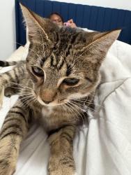 Found/Stray Unknown Cat last seen N San Pedro , San Rafael, CA 94903