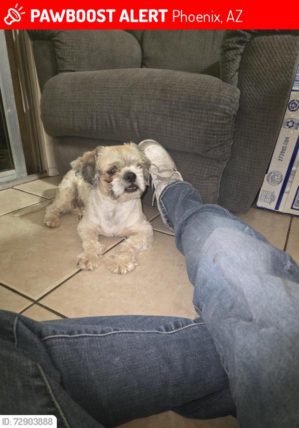 Lost Male Dog last seen 85th ave and Encanto , Phoenix, AZ 85037