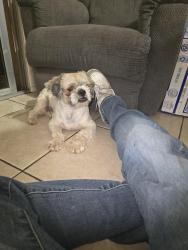 Lost Male Dog last seen 85th ave and Encanto , Phoenix, AZ 85037