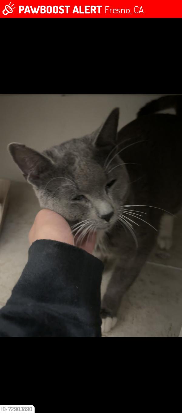 Lost Male Cat last seen Pine and bond, Fresno, CA 93703