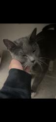Lost Male Cat last seen Pine and bond, Fresno, CA 93703