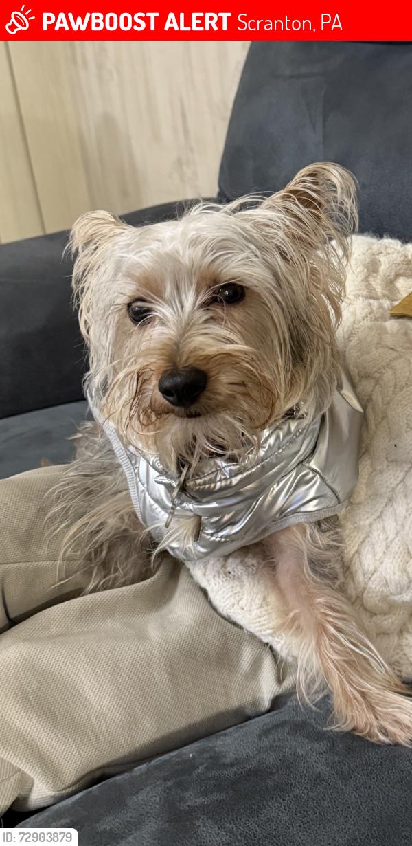 Lost Male Dog last seen Hampton st , Scranton, PA 18510
