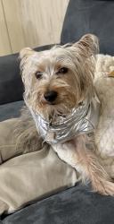 Lost Male Dog last seen Hampton st , Scranton, PA 18510
