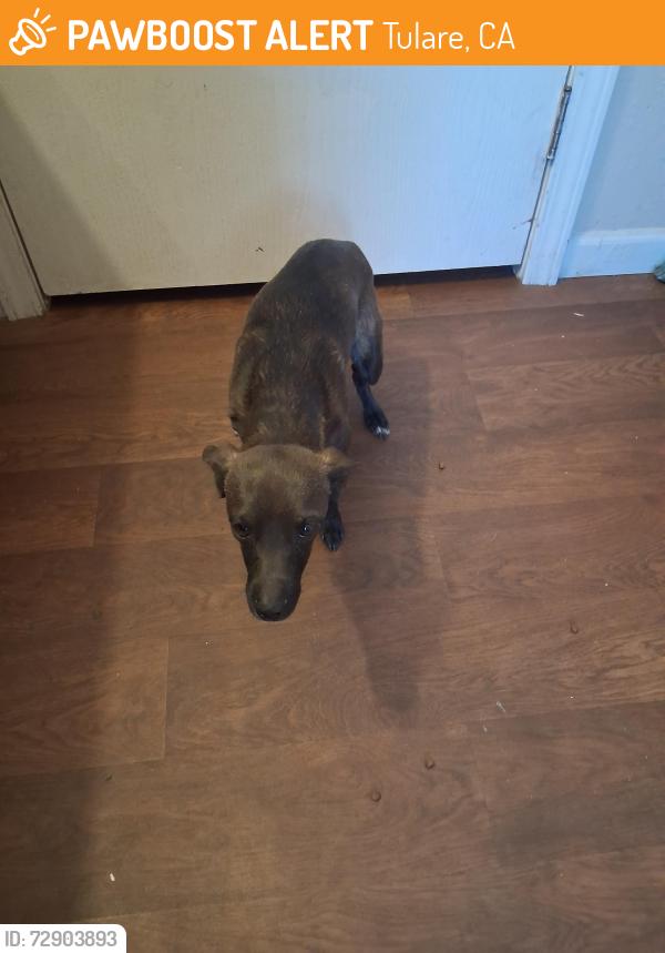 Found/Stray Female Dog last seen South k, Tulare, CA 93274
