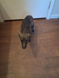 Found/Stray Female Dog last seen South k, Tulare, CA 93274