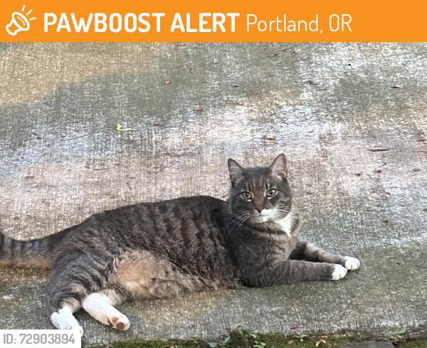 Found/Stray Unknown Cat last seen NE 8th & Siskiyou , Portland, OR 97212