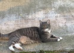 Found/Stray Unknown Cat last seen NE 8th & Siskiyou , Portland, OR 97212