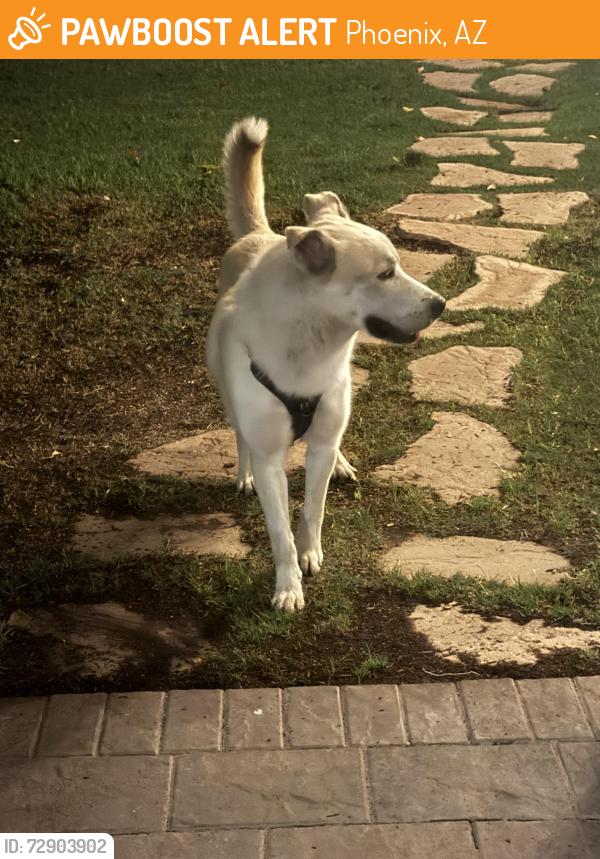 Found/Stray Male Dog last seen 16th Street, Phoenix, AZ 85014