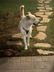 Found/Stray Male Dog last seen 16th Street, Phoenix, AZ 85014