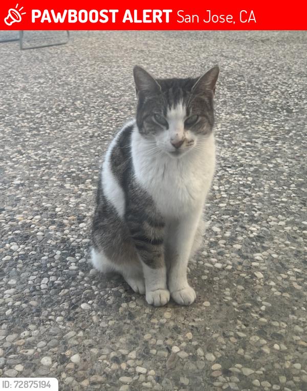Lost Female Cat last seen Medley Dr, San Jose, CA 95121