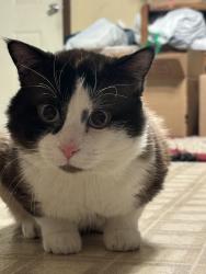 Reunited Male Cat last seen Indiana and Wyoming, Pueblo, CO 81004